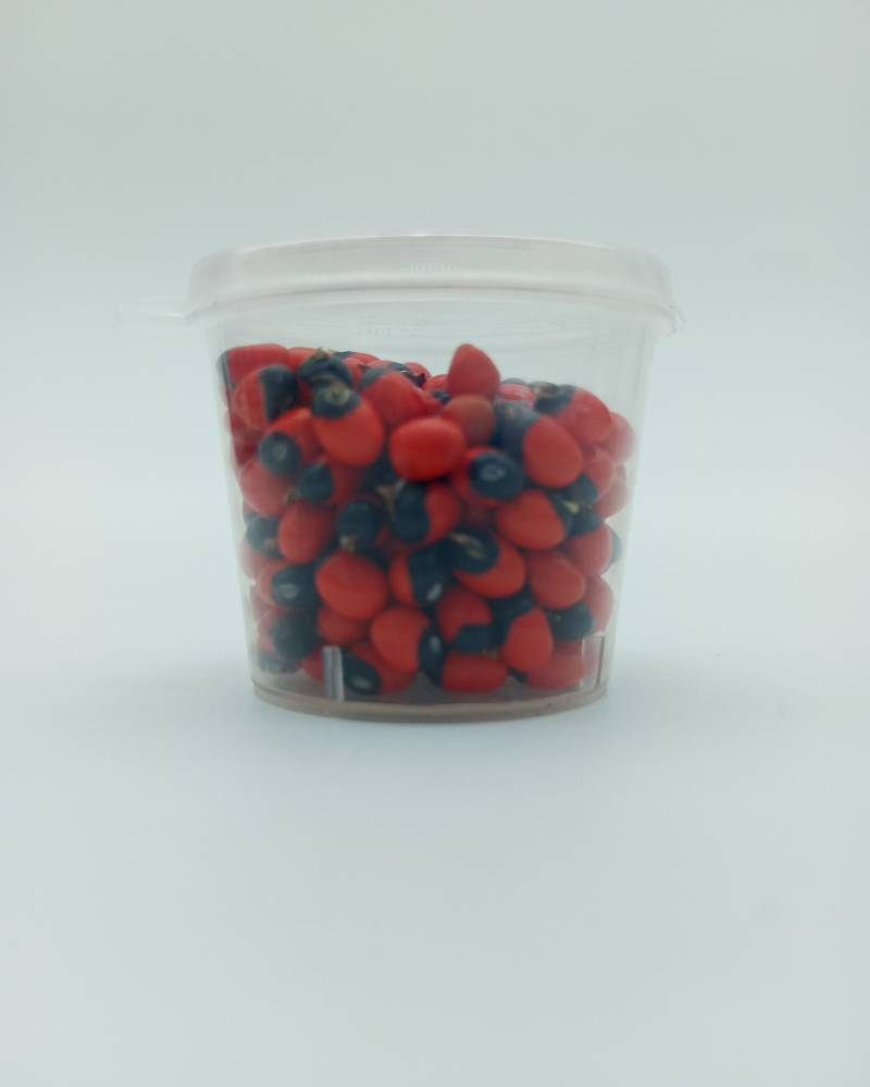 Rosary Pea (Abrus precatorius) - Image 2