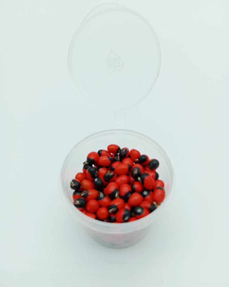Rosary Pea (Abrus precatorius)