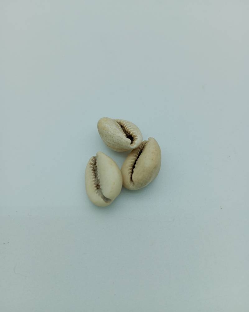 Cowrie shell