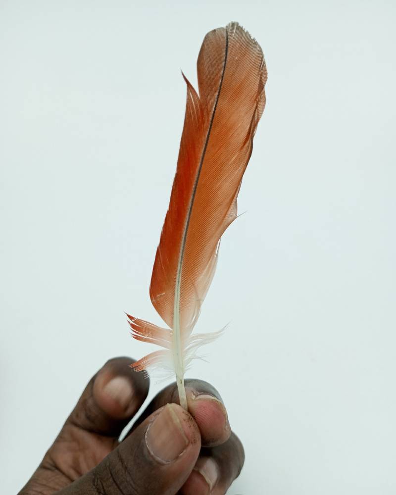 Iko odide (red tail feather of African Grey Parrot)
