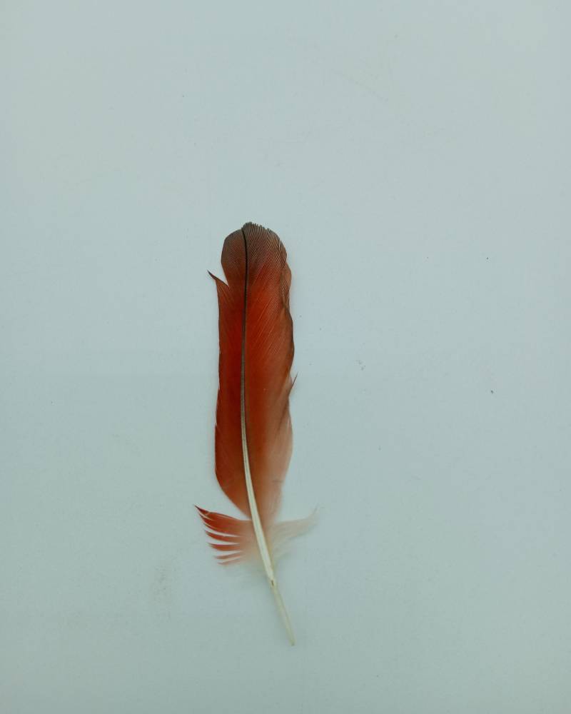 Iko odide (red tail feather of African Grey Parrot) - Image 2