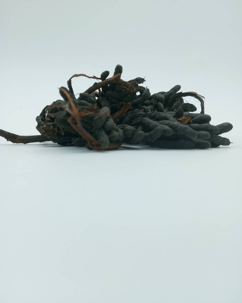 Xylopia Aethiopica (African Long Pepper) - Image 2