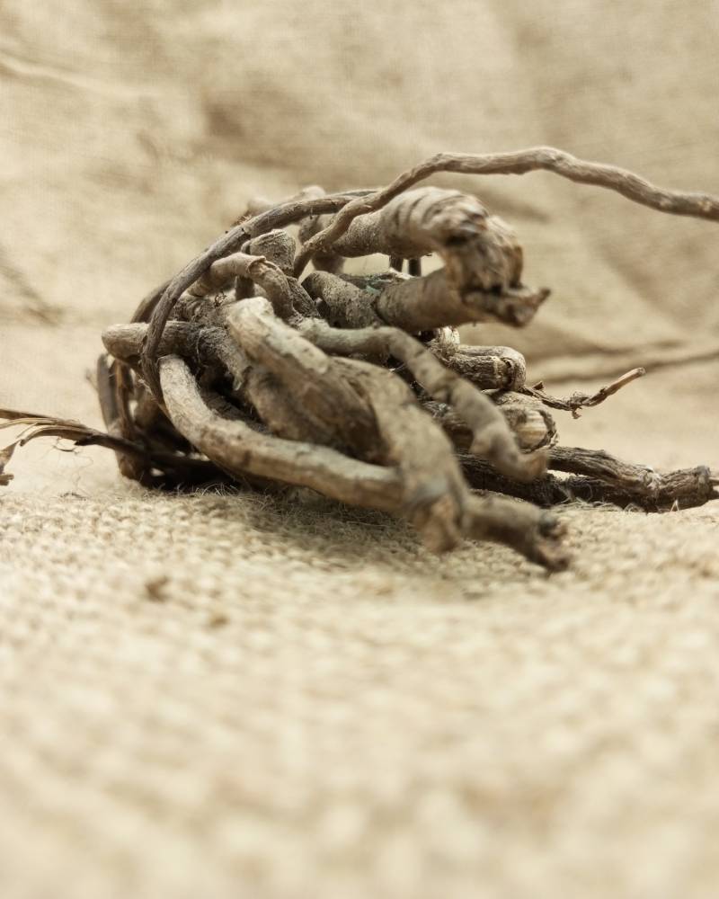 Mondia whitei Root (Isirigun)